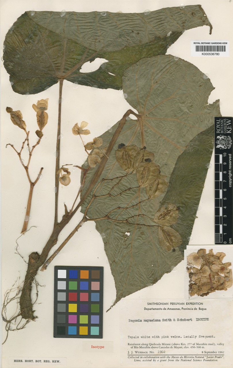 B. mayasiana